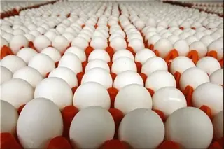 تولید ۲۹ هزار و ۵۰۰ تن تخم‌مرغ در قزوین؛ ۵۱ واحد تخم‌گذار در مدار تولید