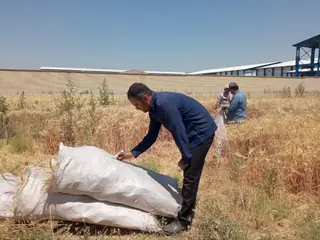 برداشت نخستین پایلوت‌های طرح غنی‌سازی گندم در قزوین آغاز شد