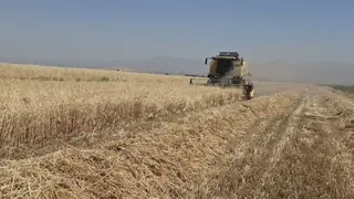برداشت بیش از ۴۰ درصد گندم در آبیک؛ خرید تضمینی ۲۰ هزار تن محصول از کشاورزان