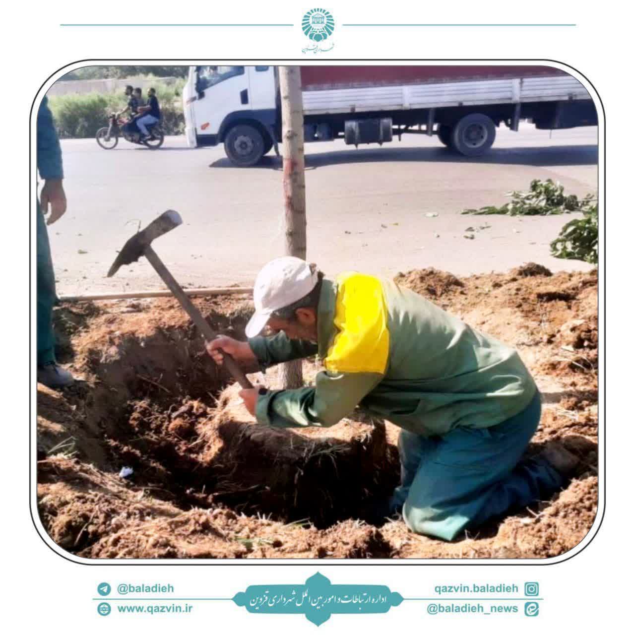 نجات درختان مسیر تقاطع دفاع مقدس قزوین