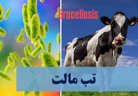 آموزش پیشگیری از بروسلوز برای دامداران قزوین