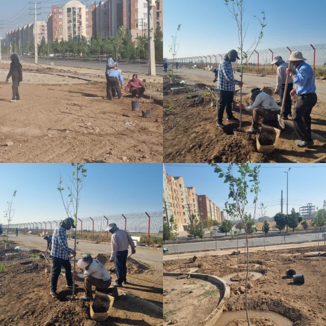 تداوم درختکاری در پارک خلیج فارس مهرگان