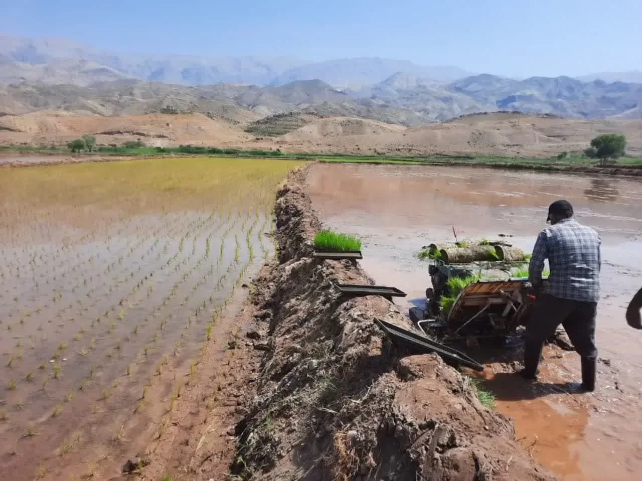 آغاز نشاء برنج در قزوین؛ ۳۹۰۰ هکتار زیر کشت رفت