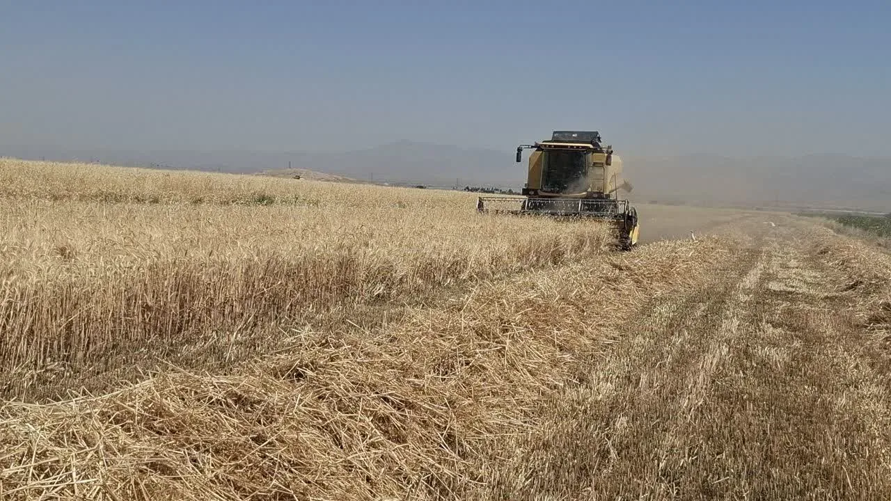 برداشت بیش از ۴۰ درصد گندم در آبیک؛ خرید تضمینی ۲۰ هزار تن محصول از کشاورزان