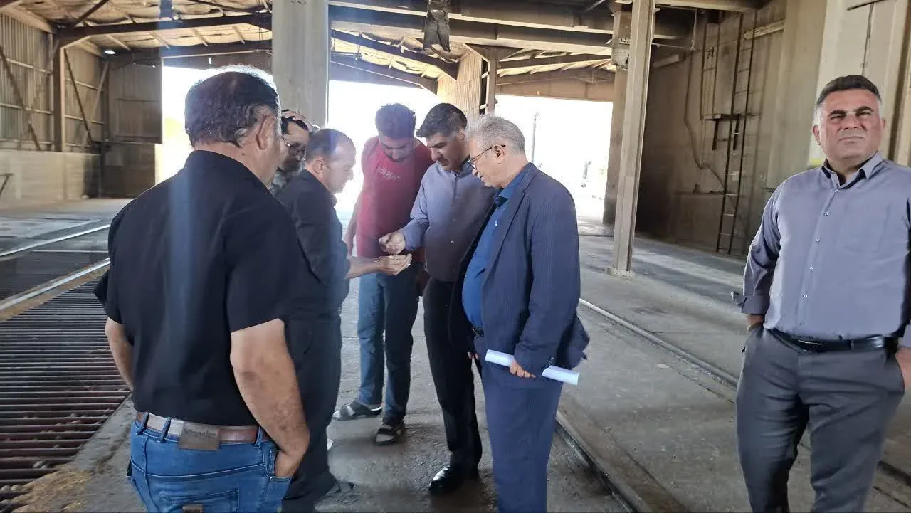 پیش‌بینی خرید بیش از ۲۵ هزار تن گندم در تاکستان؛ روند خرید تضمینی با نظارت میدانی مسئولان ادامه دارد