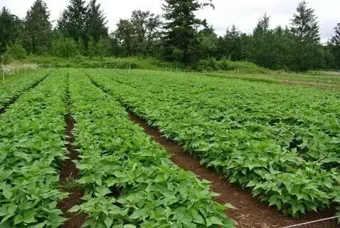پیش‌بینی برداشت ۴۰۰ تن لوبیای قرمز و چیتی از مزارع آوج