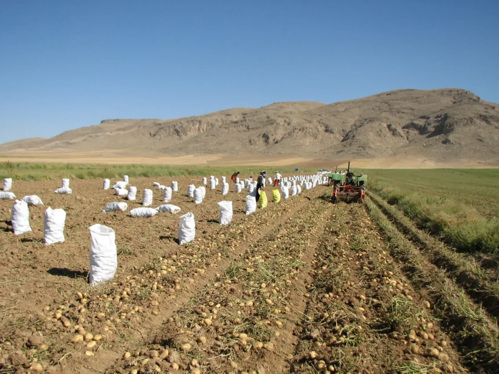برداشت بیش از ۱۴ هزار تن سیب‌زمینی از مزارع قزوین؛ آوج در صدر تولید استان