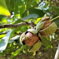 برداشت گردو در قزوین آغاز شد